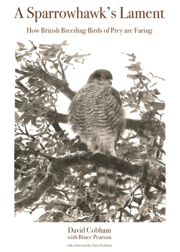 A Sparrowhawk's Lament (How British Breeding Birds of Prey Are Faring)