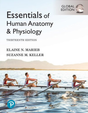 Essentials of Human Anatomy & Physiology (13th Global Edition)